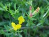 Birdsfoot Trefoil (Lotus corniculata)