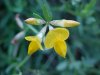 Birdsfoot Trefoil (Lotus corniculata)