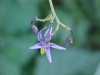 Bittersweet Nightshade; Climbing Nightshade; Deadly Nightshade (Solanum dulcamara)