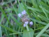Heal-all; Self-heal (Prunella vulgaris)