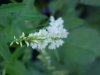 White Sweet Clover (Melilotus alba)