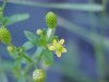 Kidneyleaf Buttercup (Ranunculus abortivus)
