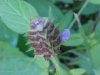 Heal-all; Self-heal (Prunella vulgaris)