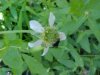 White Avens (Gillenia canadense)