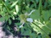 White Avens (Gillenia canadense)