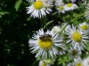 Daisy Fleabane (Erigeron annus)