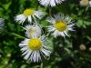 Daisy Fleabane (Erigeron annus)