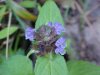 Heal-all; Self-heal (Prunella vulgaris)