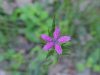 Deptford Pink; Grass Pink (Dianthus ameria)
