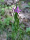 Deptford Pink; Grass Pink (Dianthus ameria)