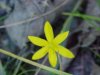 Yellow Star Grass; Common Goldstar  (Hypoxis hirsuta)