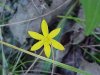 Yellow Star Grass; Common Goldstar (Hypoxis hirsuta)