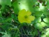 Common Buttercup (Ranunculus acris)