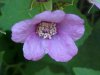 Purple-flowering Raspberry (Rubus odoratus)