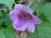 Purple-flowering Raspberry (Rubus odoratus)