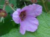 Purple-flowering Raspberry (Rubus odoratus)