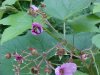 Bee and Purple-flowering Raspberry (Rubus odoratus)
