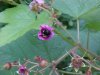 Bee and Purple-flowering Raspberry (Rubus odoratus)