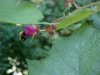Bee and Purple-flowering Raspberry (Rubus odoratus)