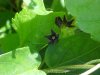 Black swallow-wort (Cynanchum nigrum; Cynanchum rossicum)