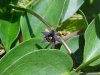 Black swallow-wort (Cynanchum nigrum; Cynanchum rossicum)