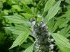 Motherwort (Leonurus cardiaca)