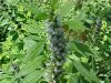 Motherwort (Leonurus cardiaca)