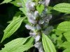 Motherwort (Leonurus cardiaca)