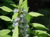 Motherwort (Leonurus cardiaca)