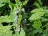 Motherwort (Leonurus cardiaca)
