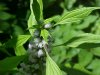 Motherwort (Leonurus cardiaca)