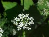 Wild Angelica (Angelica triquinata) - described as closely resembling the very poisoness Water Hemlock (Cicuta maculata)