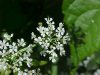 Wild Angelica (Angelica triquinata) - described as closely resembling the very poisoness Water Hemlock (Cicuta maculata)