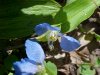Asiatic Dayflower; Mouse Flower (Commelina communis) (has flowers that open for only one day)