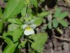 Field Pansy (Viola kitaibeliana)