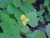 Greater Celandine; Wartweed (Chelidonium majus)