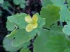 Greater Celandine; Wartweed (Chelidonium majus)