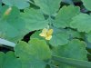 Greater Celandine; Wartweed (Chelidonium majus)