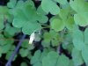 Yellow Wood Sorrel; Sour Grass (Oxalis stricta)