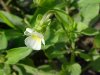 Field Pansy (Viola kitaibeliana)