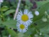 Daisy Fleabane (Erigeron annus)