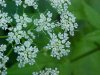 Wild Angelica (Angelica triquinata) - described as closely resembling the very poisoness Water Hemlock (Cicuta maculata)