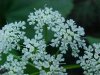 Wild Angelica (Angelica triquinata) - described as closely resembling the very poisoness Water Hemlock (Cicuta maculata)
