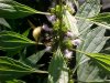 Bee and Motherwort (Leonurus cardiaca)