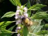 Bee and Motherwort (Leonurus cardiaca)