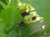 Black swallow-wort (Cynanchum nigrum; Cynanchum rossicum)