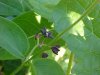 Black swallow-wort (Cynanchum nigrum; Cynanchum rossicum)