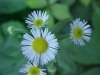 Daisy Fleabane (Erigeron annus)