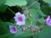 Purple-flowering Raspberry (Rubus odoratus)