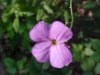 Dame's Rocket; Dame's Violet; Mother-of-the-Evening (Hesperis matronalis)